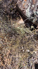 Eriocephalus brevifolius