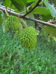 Annona neosericea