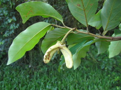 Annona neosericea