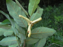 Annona neosericea