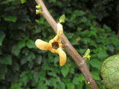 Annona rugulosa