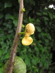 Annona rugulosa