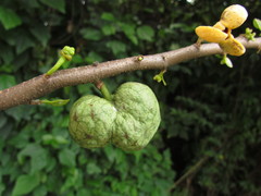 Annona rugulosa