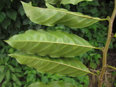 Annona rugulosa