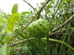 Annona rugulosa