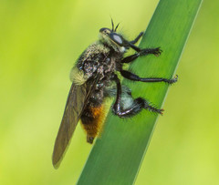 Mallophora ruficauda