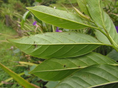 Annona rugulosa