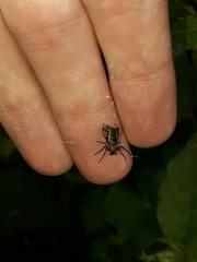 Micrathena gaujoni