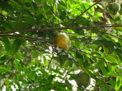 Annona rugulosa