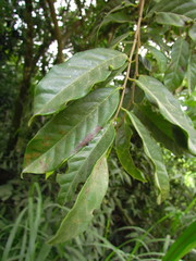 Annona rugulosa