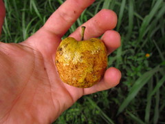 Annona rugulosa