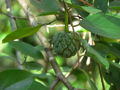 Annona sylvatica