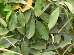 Annona sylvatica