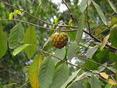 Annona sylvatica