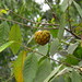 Annona sylvatica - Photo (c) Flora de Santa Catarina, some rights reserved (CC BY-NC), uploaded by Flora de Santa Catarina