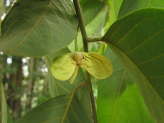 Annona sylvatica