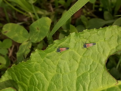 Cardioscarta flavifrons