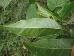 Annona rugulosa