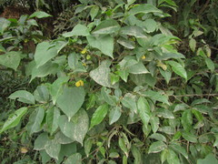 Annona rugulosa