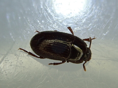 Alphitobius diaperinus