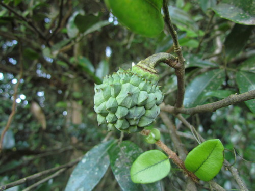 Duguetia lanceolata