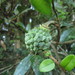 Duguetia lanceolata - Photo (c) Flora de Santa Catarina, algunos derechos reservados (CC BY-NC), subido por Flora de Santa Catarina