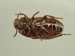 Alphitobius diaperinus