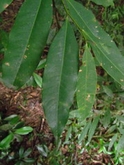 Guatteria australis