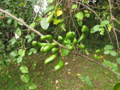 Xylopia brasiliensis