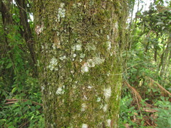 Xylopia brasiliensis