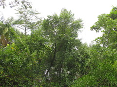 Xylopia brasiliensis
