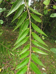 Xylopia brasiliensis
