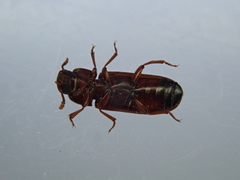 Tribolium castaneum