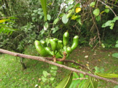 Xylopia brasiliensis