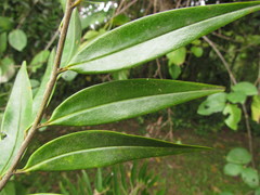 Xylopia brasiliensis
