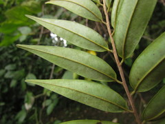 Xylopia brasiliensis