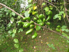 Xylopia brasiliensis