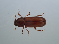 Tribolium castaneum
