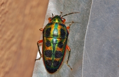 Calidea dregii