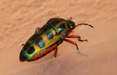 Calidea dregii