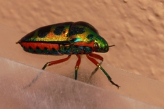 Calidea dregii