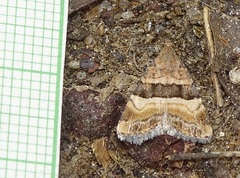 Pseudozarba bipartita