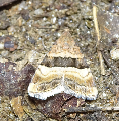 Pseudozarba bipartita