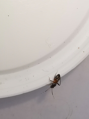 Pilophorus perplexus