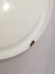 Pilophorus perplexus