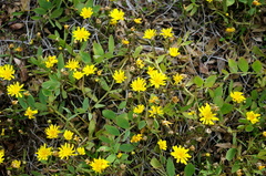 Crepis nigrescens