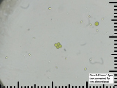 Scenedesmaceae