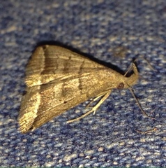 Lysimelia lenis