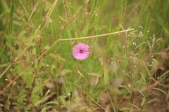 Ipomoea magnusiana