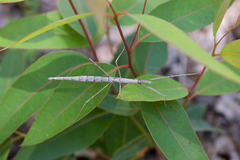 Acanthomima rhipheus